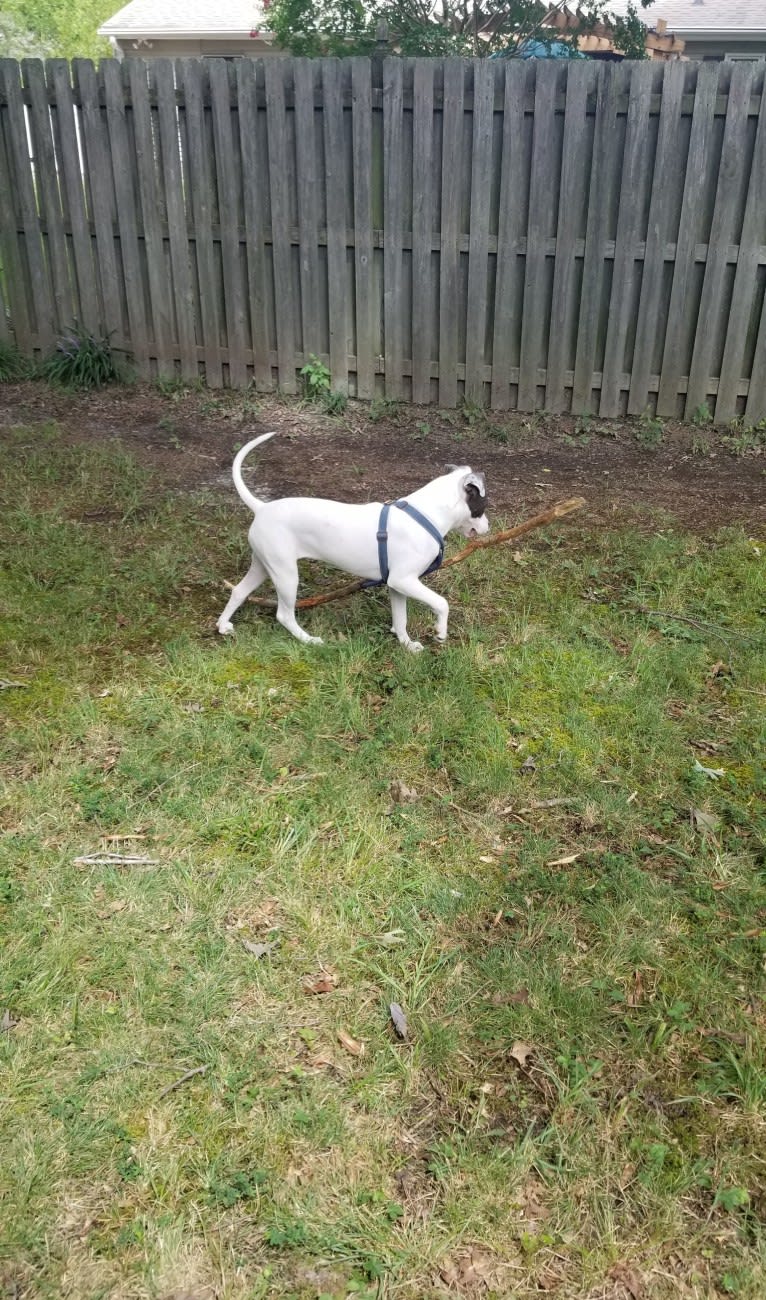 Bella Caroline, an American Pit Bull Terrier and American Staffordshire Terrier mix tested with EmbarkVet.com