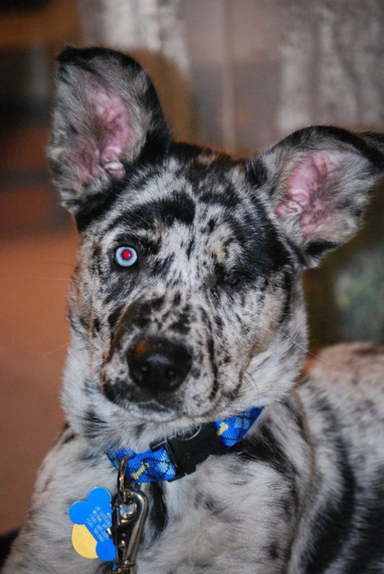 Winkee, a Catahoula Leopard Dog and Siberian Husky mix tested with EmbarkVet.com