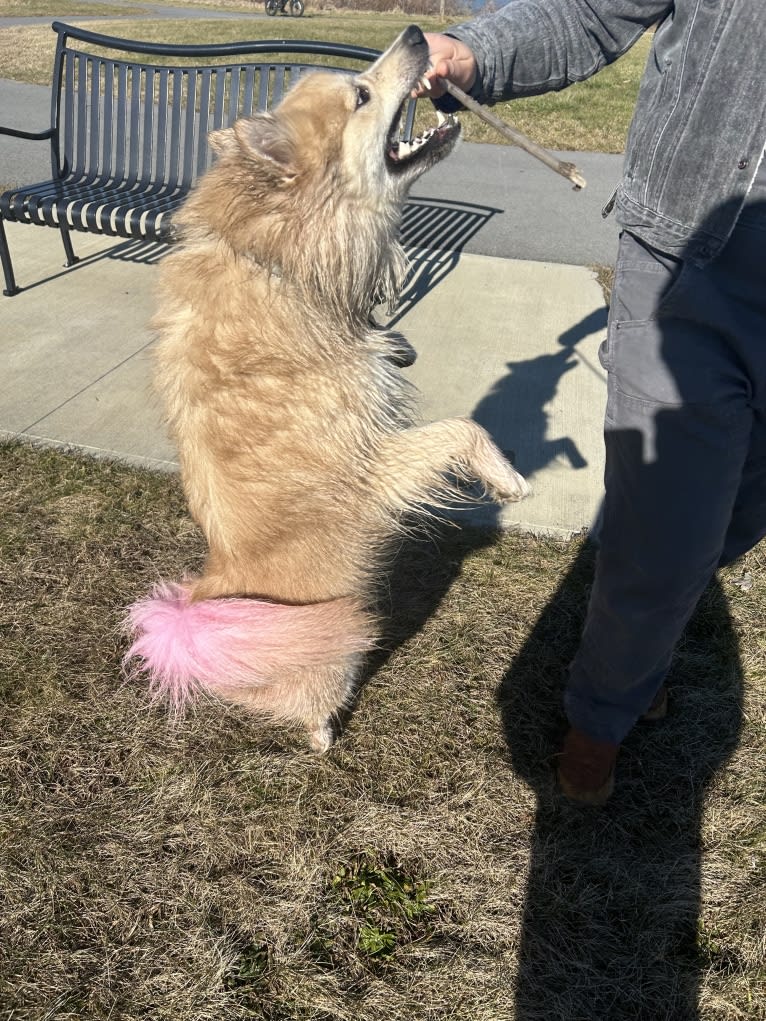 “Oyster” Valhalla’s House of the Rising Sun, an Icelandic Sheepdog tested with EmbarkVet.com