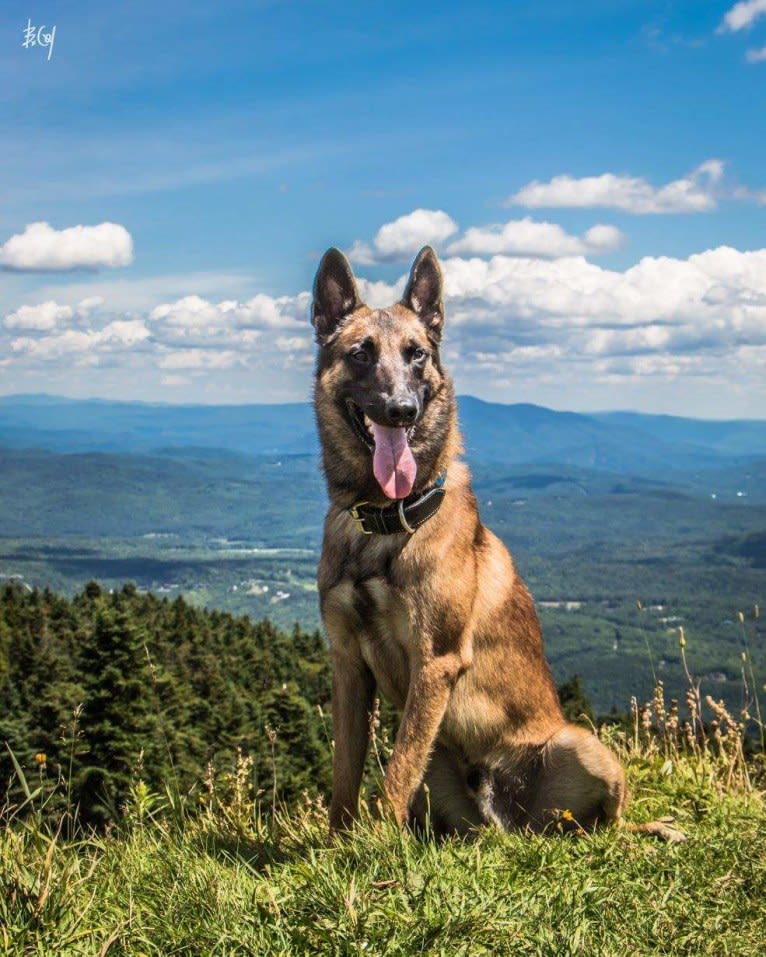 Oso, a Belgian Shepherd tested with EmbarkVet.com