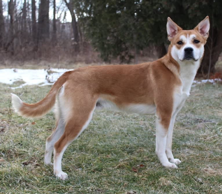 Joe, a Carolina Dog tested with EmbarkVet.com