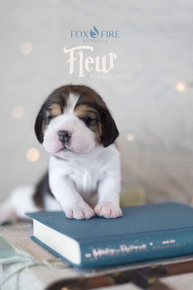 Eloise, a Beagle tested with EmbarkVet.com