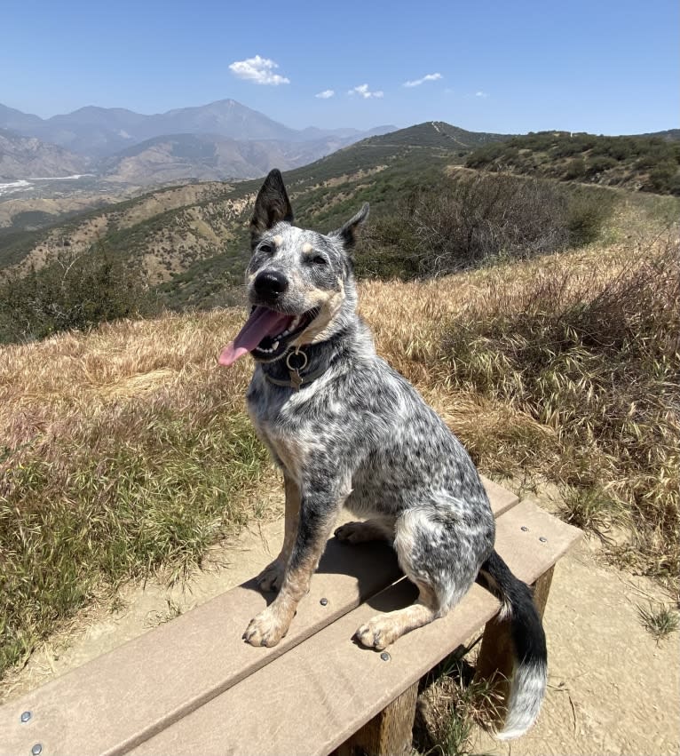 Kai, an Australian Cattle Dog tested with EmbarkVet.com