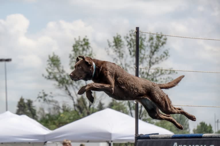 TILDEN'S THEIA, a Labrador Retriever and German Shorthaired Pointer mix tested with EmbarkVet.com