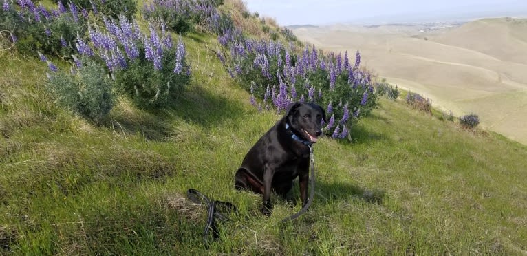 Cogsworth, a Formosan Mountain Dog tested with EmbarkVet.com