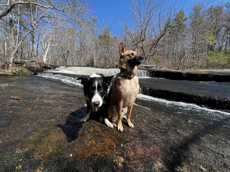 DDF Arlo, a Border Collie tested with EmbarkVet.com