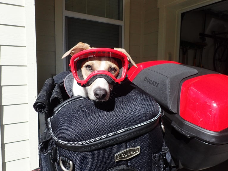 Katie, a Rat Terrier tested with EmbarkVet.com