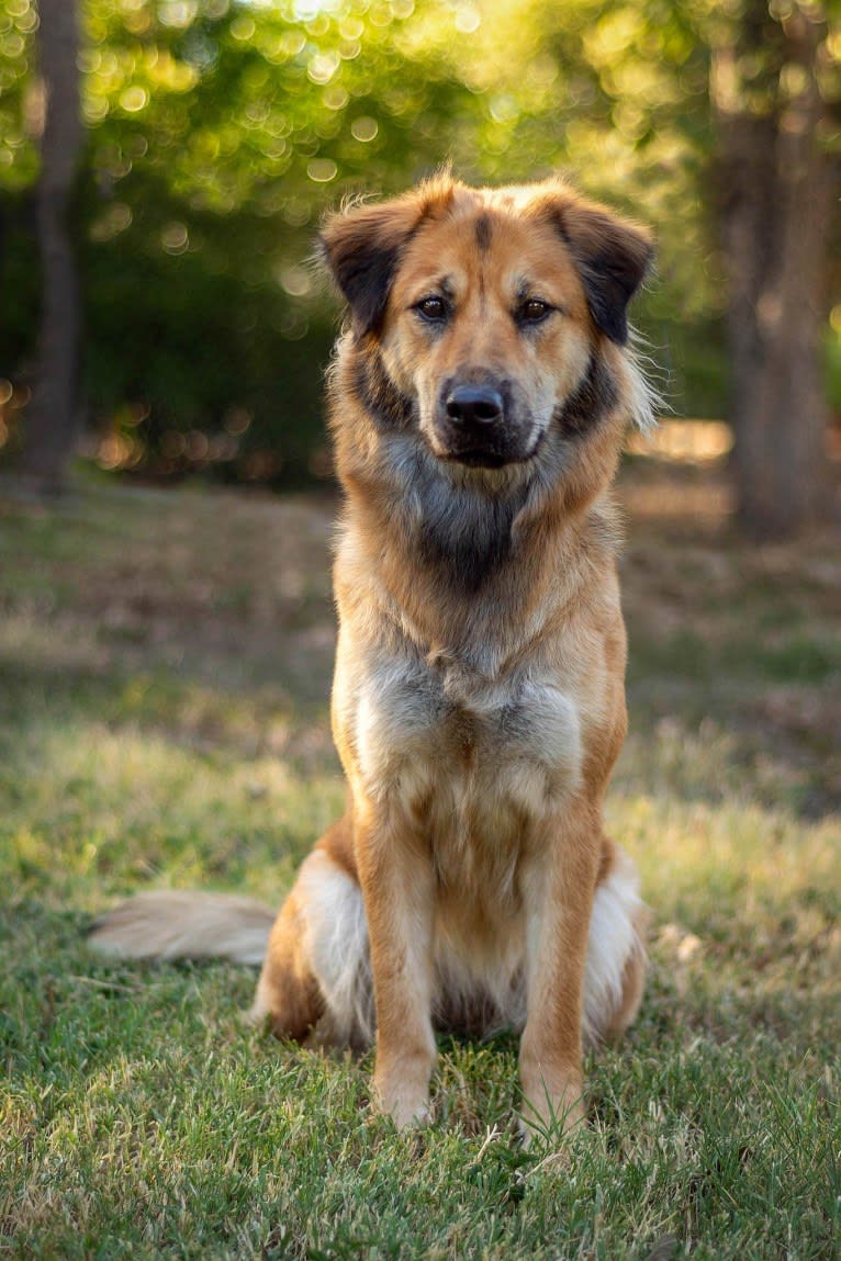Journey, a Chinese Village Dog tested with EmbarkVet.com