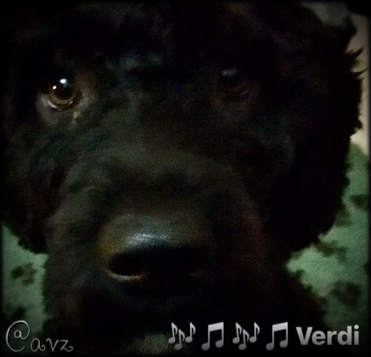 Verdi, a Spanish Water Dog tested with EmbarkVet.com
