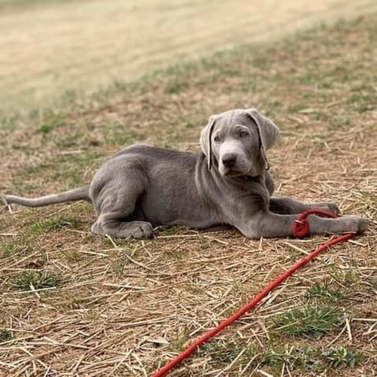 Oban, a Labrador Retriever tested with EmbarkVet.com