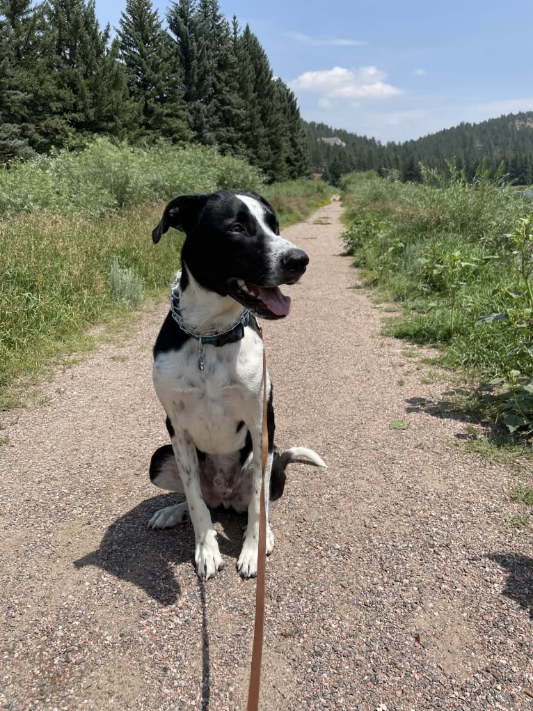 Dexter, a Great Pyrenees and American Pit Bull Terrier mix tested with EmbarkVet.com