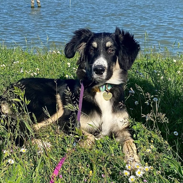 Pooka, an European Village Dog and Caucasian Ovcharka mix tested with EmbarkVet.com