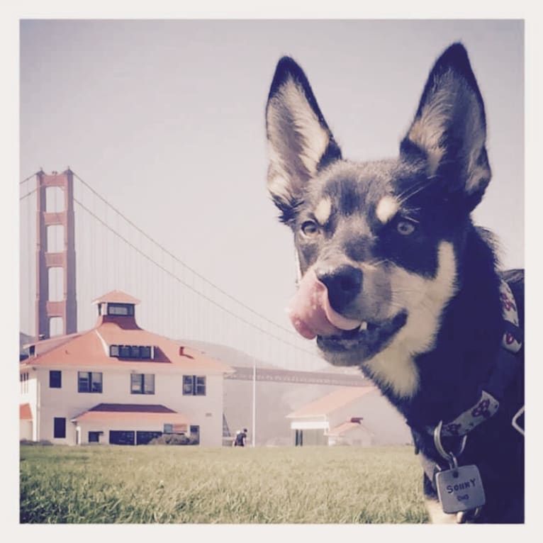 Sonny, an Australian Kelpie tested with EmbarkVet.com