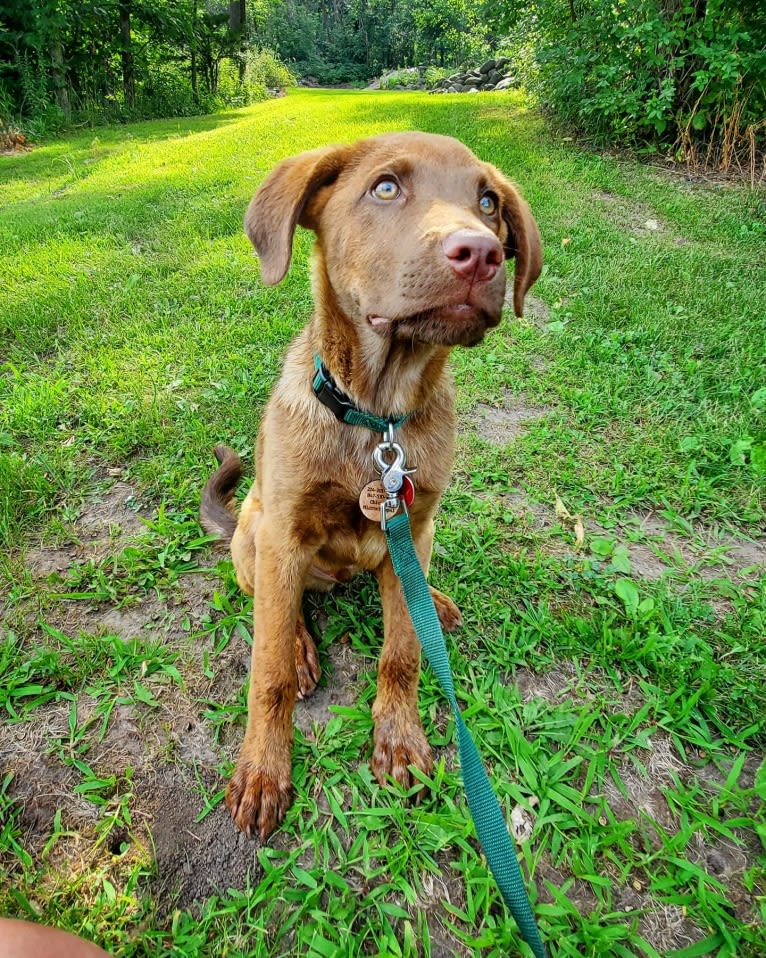 Frankie, an Australian Cattle Dog and Labrador Retriever mix tested with EmbarkVet.com