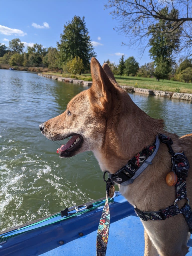 Apollo, a Jindo tested with EmbarkVet.com