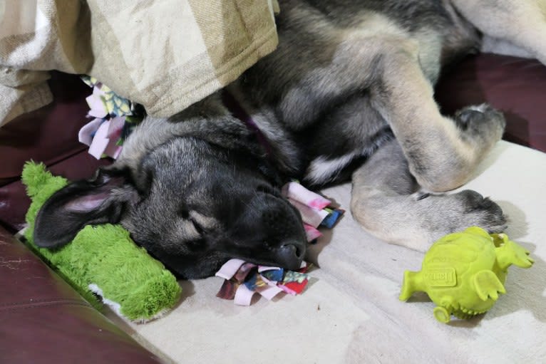 Kodiak, a Caucasian Ovcharka and German Shepherd Dog mix tested with EmbarkVet.com