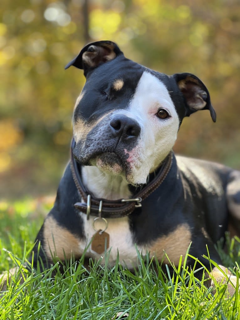 Hazel, a Bulldog and American Pit Bull Terrier mix tested with EmbarkVet.com