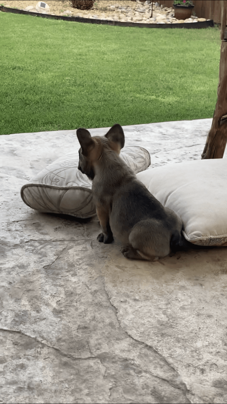 Bruno, a French Bulldog tested with EmbarkVet.com