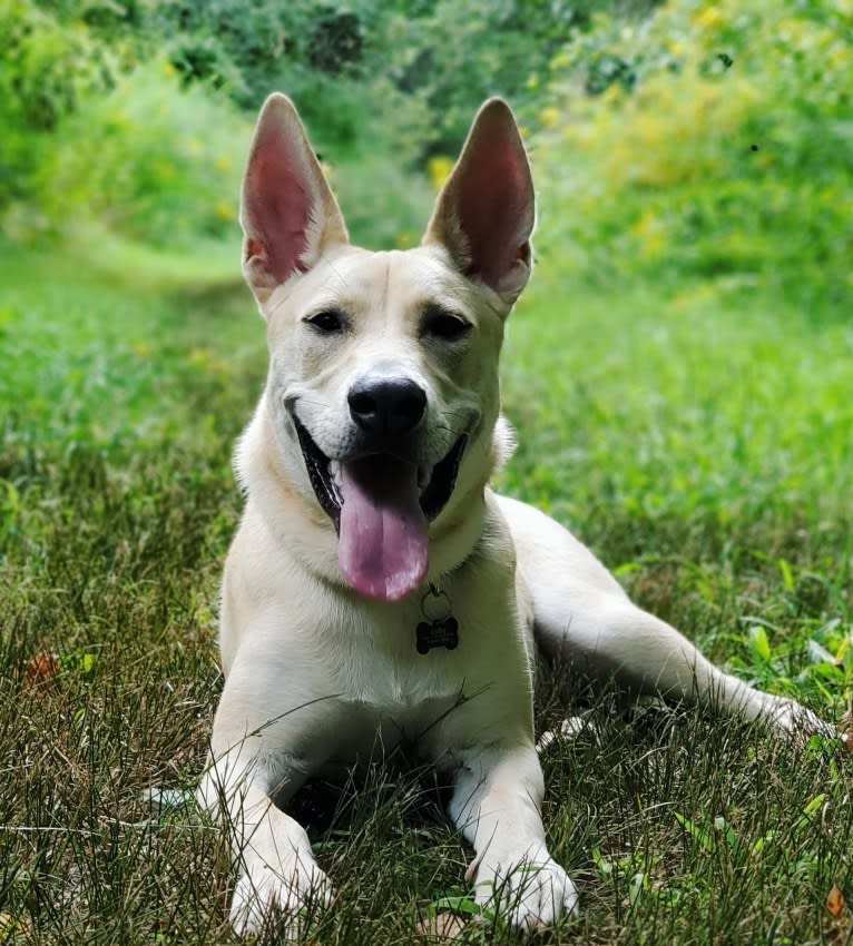 Colby, an American Pit Bull Terrier and Australian Cattle Dog mix tested with EmbarkVet.com