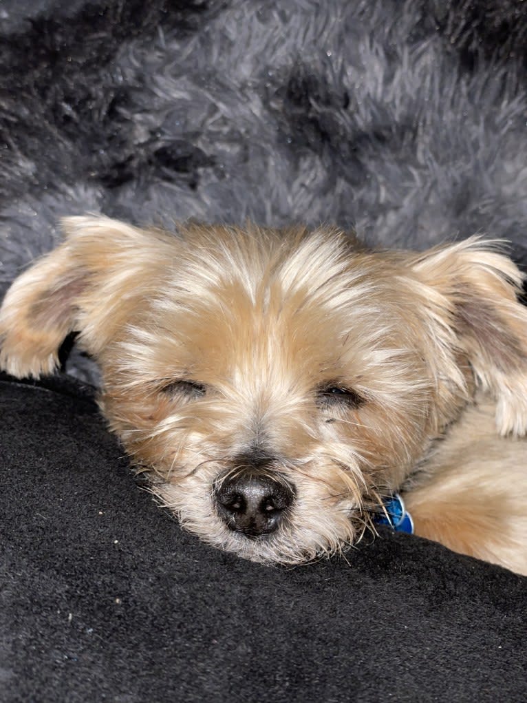 Tiggy, a Silky Terrier tested with EmbarkVet.com