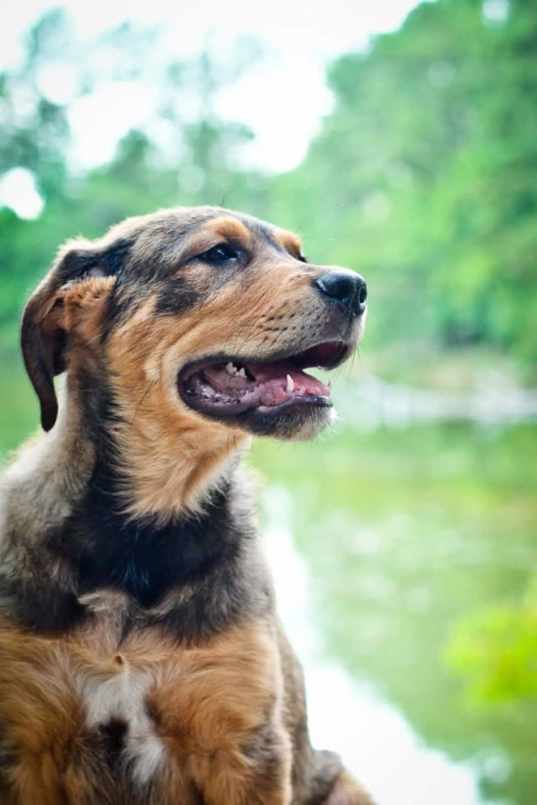 Cooper, a Great Pyrenees and Rottweiler mix tested with EmbarkVet.com