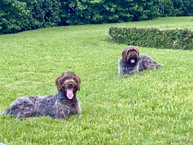 Hunter, a Wirehaired Pointing Griffon tested with EmbarkVet.com