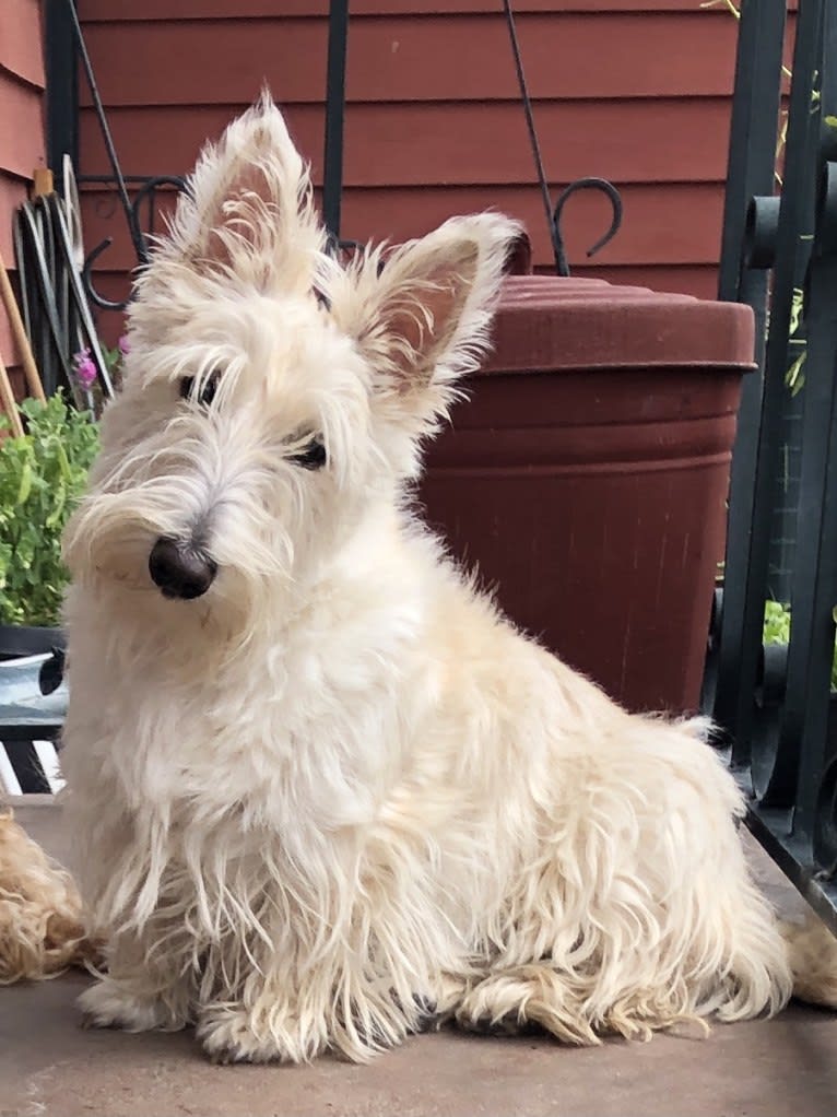 AFTERGLOW’S DREAMSICLE, a Scottish Terrier tested with EmbarkVet.com