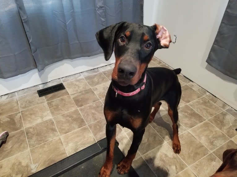 Shadow, a Doberman Pinscher tested with EmbarkVet.com