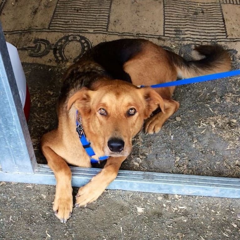 Rambo, a Labrador Retriever and Golden Retriever mix tested with EmbarkVet.com