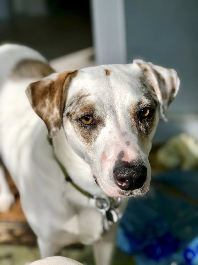 Picnic, an Australian Cattle Dog and Australian Shepherd mix tested with EmbarkVet.com