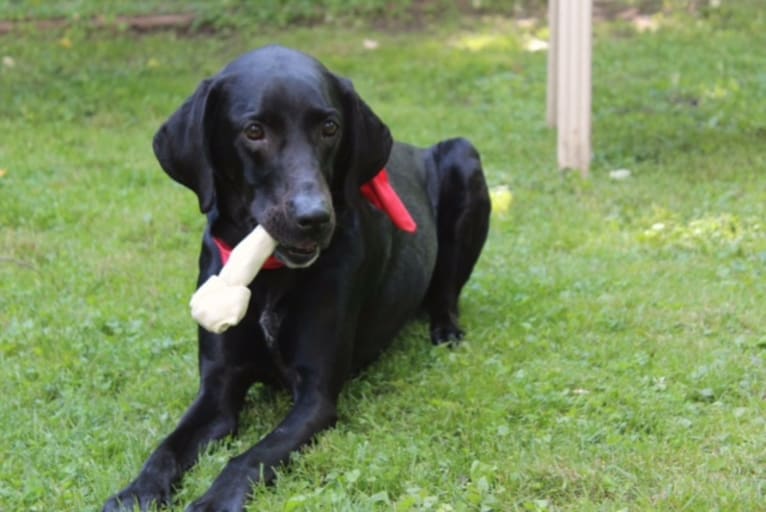 Lexie, a Labrador Retriever and Coonhound mix tested with EmbarkVet.com