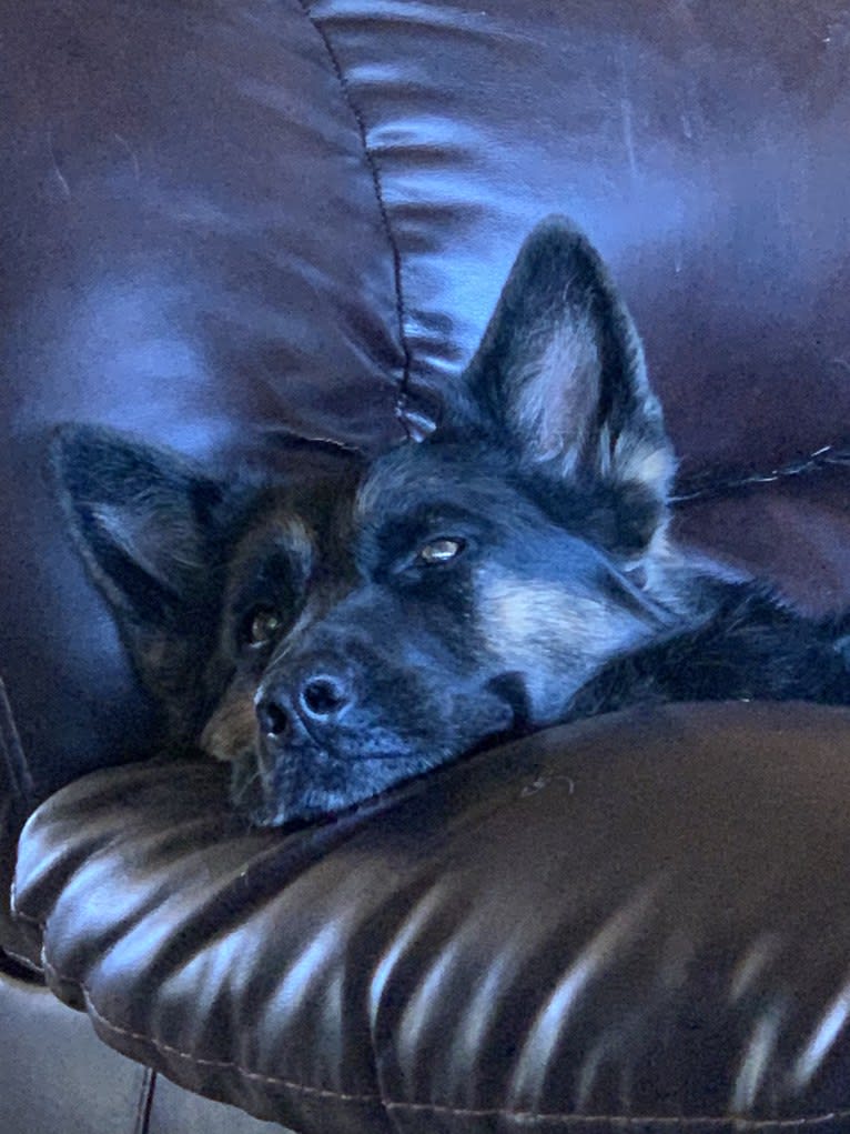 Sonia, a German Shepherd Dog tested with EmbarkVet.com