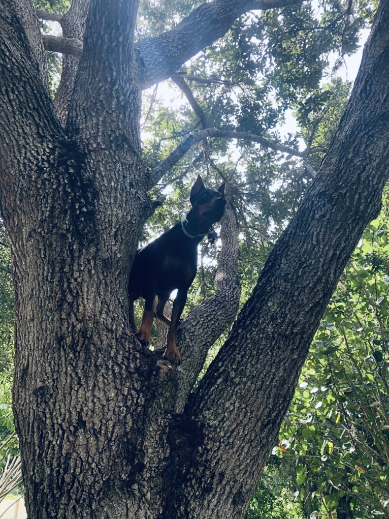 Allania Grand Zeus, a German Pinscher tested with EmbarkVet.com