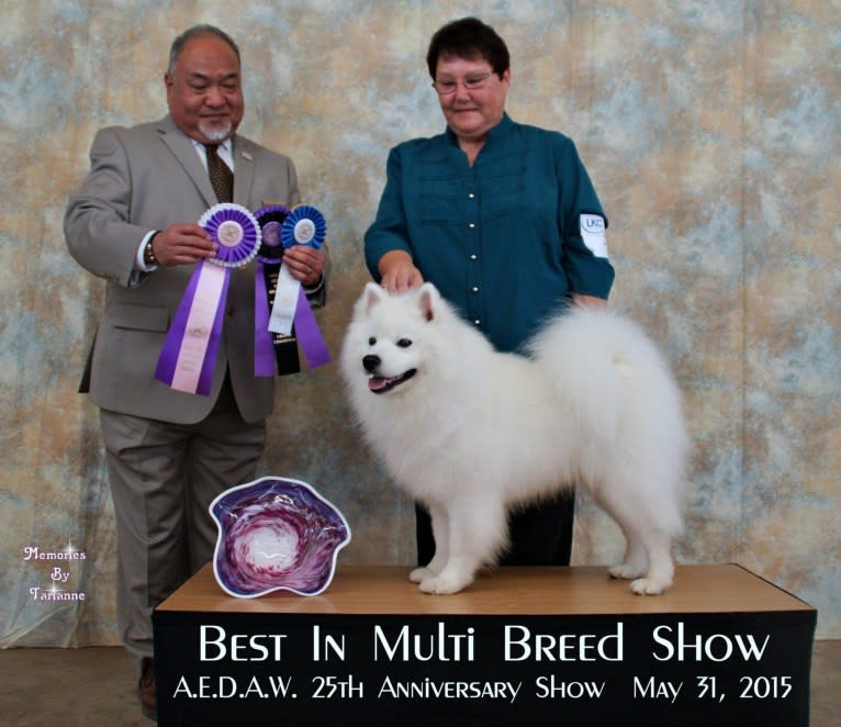 Seven, an American Eskimo Dog tested with EmbarkVet.com