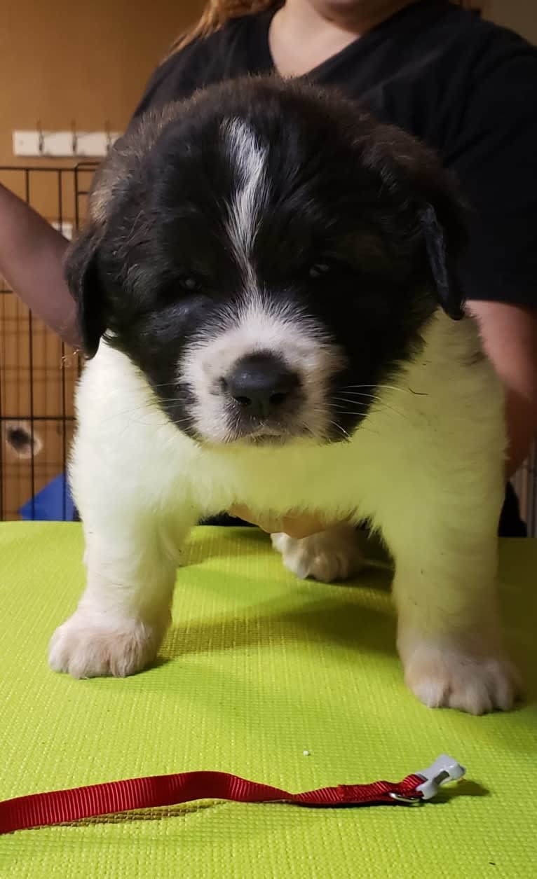 Altai de Estrella Polar, a Pyrenean Mastiff tested with EmbarkVet.com