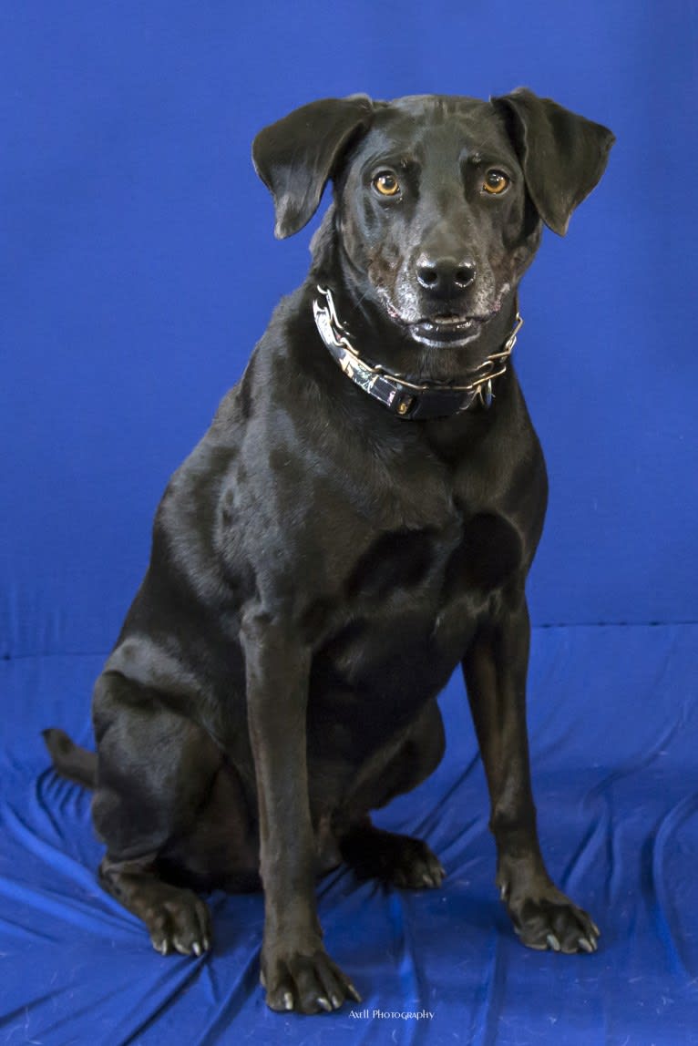 Jedi, an Australian Cattle Dog and Weimaraner mix tested with EmbarkVet.com