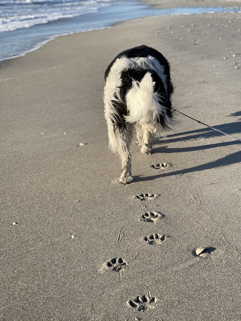 Huey, a Newfoundland tested with EmbarkVet.com