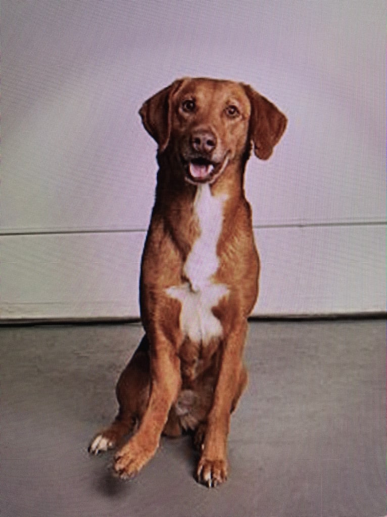 Catahoula sales redbone mix