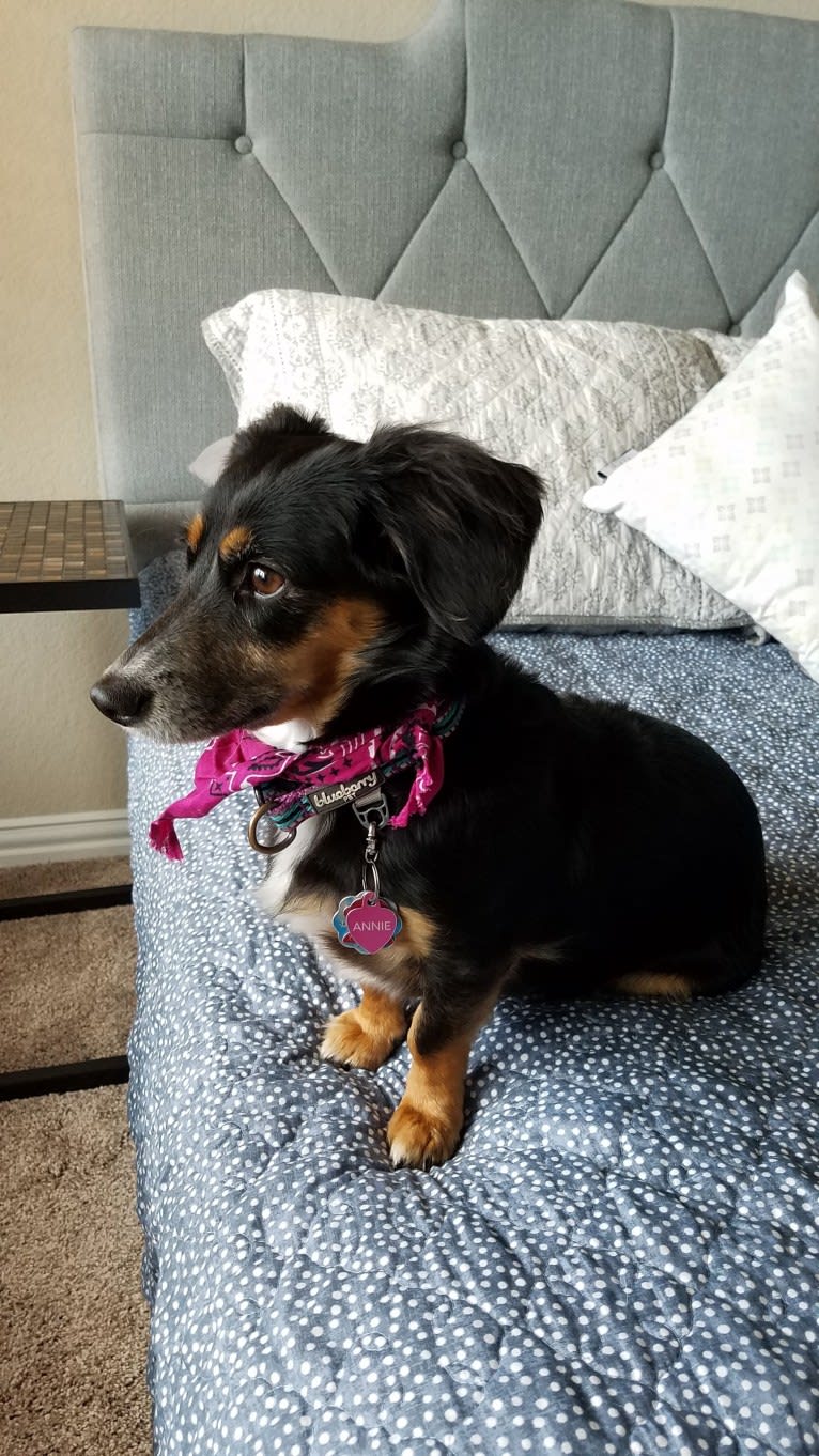 Annie, a Dachshund and Chihuahua mix tested with EmbarkVet.com