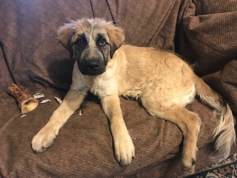 Gryphon, a Great Pyrenees and German Shepherd Dog mix tested with EmbarkVet.com