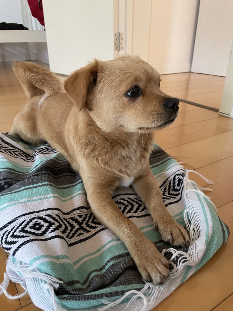 Teddy Bear, a Poodle (Small) and Chow Chow mix tested with EmbarkVet.com