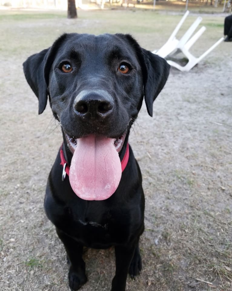 Rosie, a Staffordshire Terrier and Labrador Retriever mix tested with EmbarkVet.com