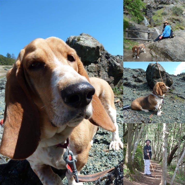 Aster, a Basset Hound tested with EmbarkVet.com