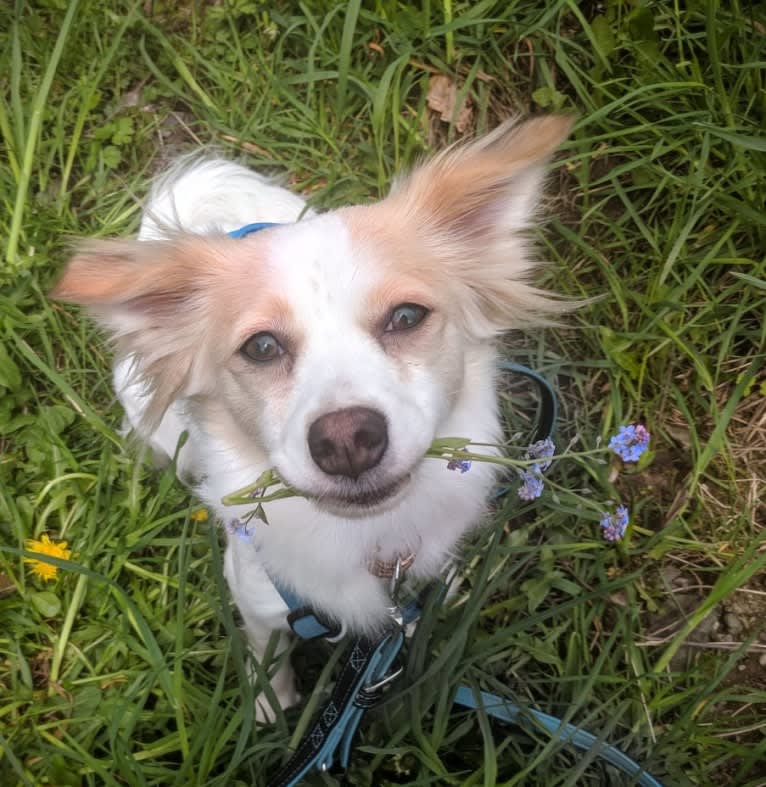 Lizzy (Eliza/Elizabeth), an Eastern European Village Dog and Pekingese mix tested with EmbarkVet.com