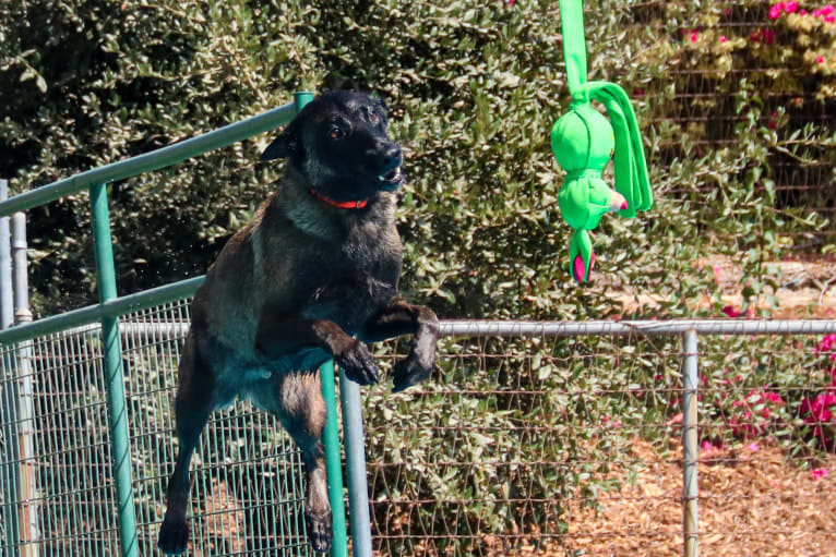 Maverick, a Belgian Shepherd tested with EmbarkVet.com