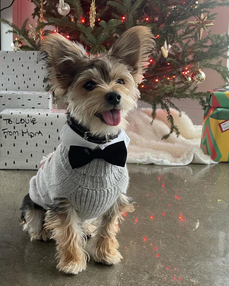 Louie, a Yorkshire Terrier and Pomeranian mix tested with EmbarkVet.com