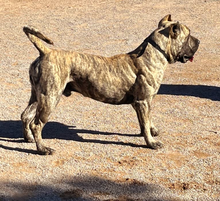 Ashrik, a Perro de Presa Canario tested with EmbarkVet.com