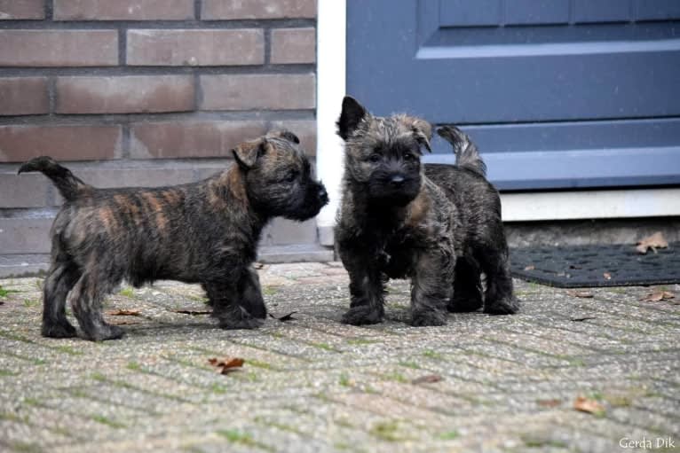 Gaia, a Cairn Terrier tested with EmbarkVet.com