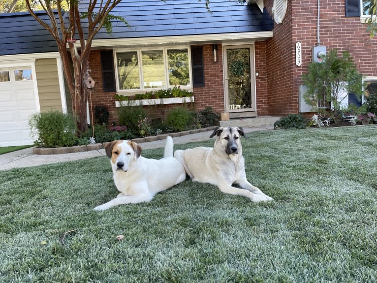 Cher, a Great Pyrenees and Anatolian Shepherd Dog mix tested with EmbarkVet.com