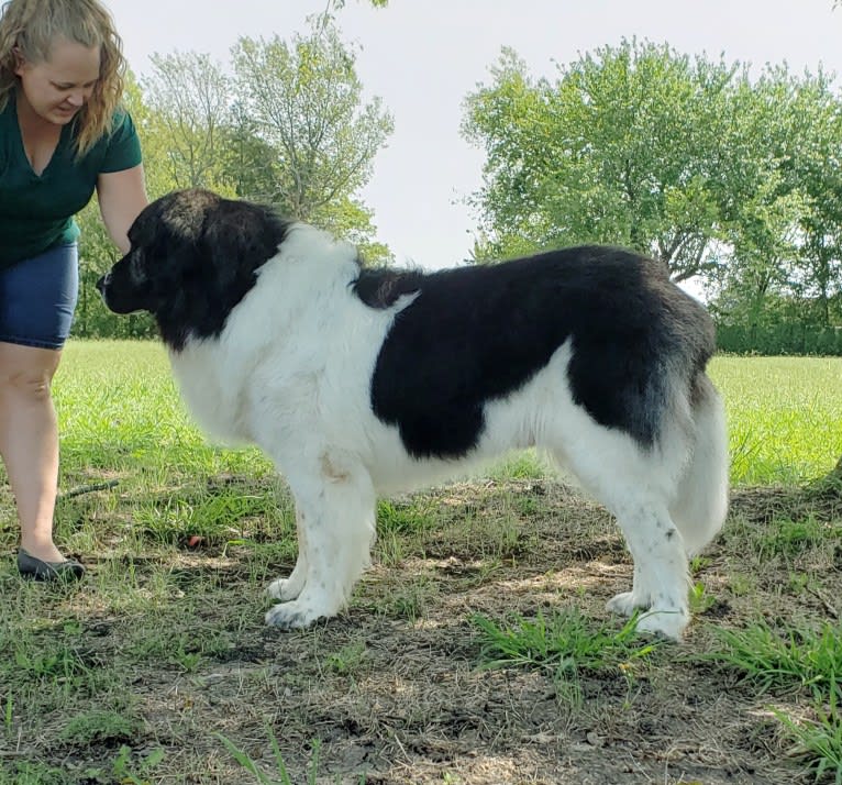 Adonis, a Pyrenean Mastiff tested with EmbarkVet.com